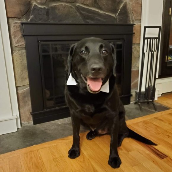 Meet your Posher, Polly - Picture 7 of 8